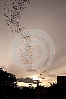 Millions of bat seek for food in evening