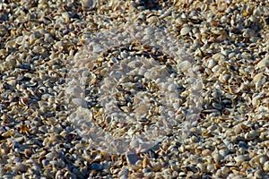 Millions of beach shells photo