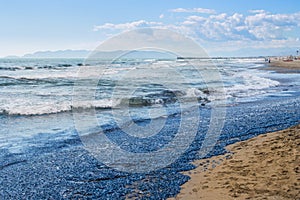 millions of death vellellas (sea raft, by-the-wind sailor, purple sail, little sail) beached in forte dei marmi