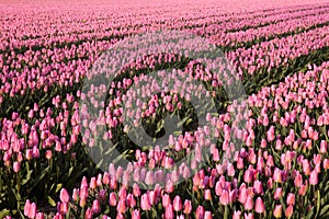 Millions of pink tulips