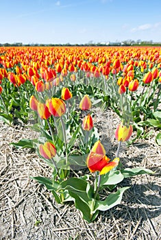 Millions of tulips