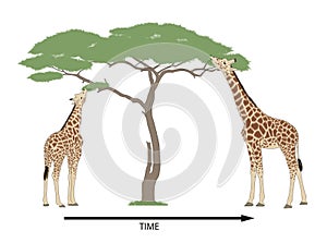 Giraffe evolution and natural selection