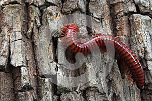 Millipede