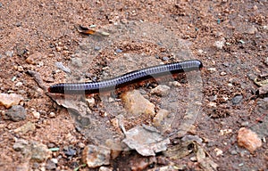 Millipede