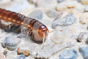 Millipede