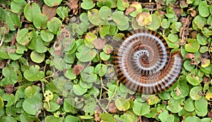 Millipede