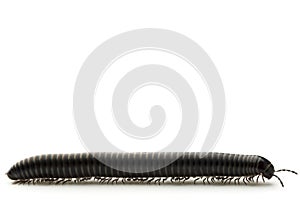 Millipede