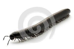 Millipede