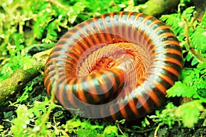 Millipede