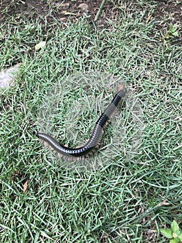 Millipede