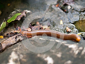 Millipede