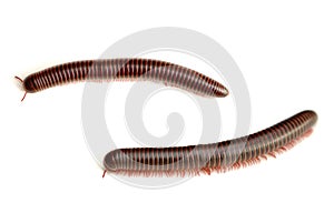 Millipede