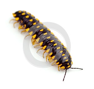 Millipede