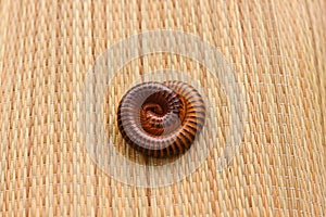 Millipede