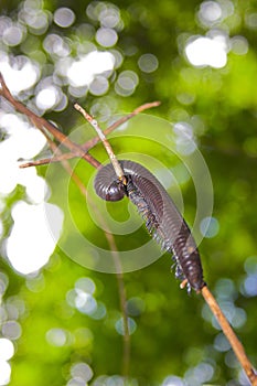 Millipede