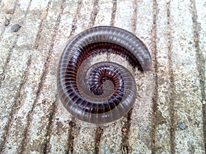 Millipede