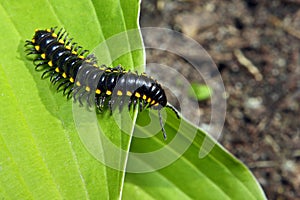 Millipede