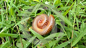 Millipede