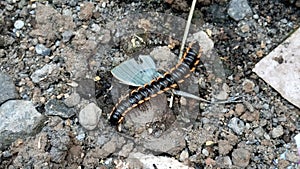 This is a millipede animal which is a unique animal and is rare nowadays
