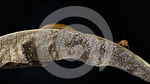 Millipede Asia on decomposing mango leaf showing its numerus legs and segmented body