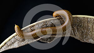 Millipede Asia on decomposing mango leaf showing its numerus legs and segmented body