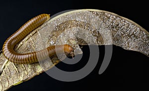 Millipede Asia on decomposing mango leaf showing its numerus legs and segmented body