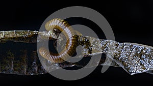 Millipede Asia on decomposing mango leaf showing its numerus legs and segmented body