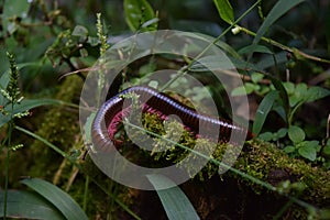 A millipede beast