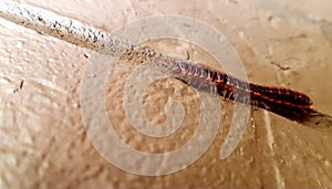 Millipede on brick wall