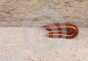 Millipede class Diplopoda is moving on the concrete floor beside the brick cement wall in day light, group of arthropods.