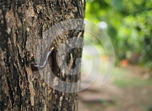 Millipede on a teak tree