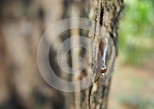 Millipede on a teak tree