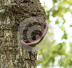 Millipede climbing on tree