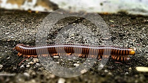 Millipede  crawling on damp rough cement floor