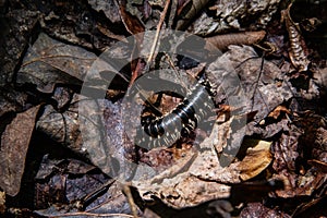 Millipede crawling on decaying leafs on the forest floor