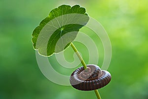 Millipede curled around a leaf