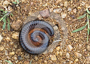 A Millipede curled into a spiral