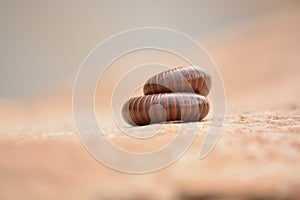 Millipede curled up roud during seasion
