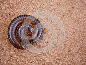 A millipede curled up in the sand