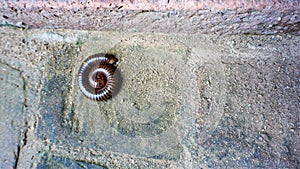 The millipede curled up to protect himself.