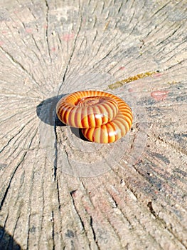 The millipede is curling up on the stump.