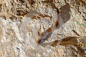 Millipede, Diplopoda, are insects similar to worms