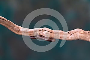 Millipede Diplopoda on wooden branch