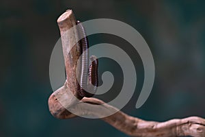 Millipede Diplopoda on wooden branch