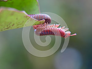 Millipede Enjoying Sun Bath