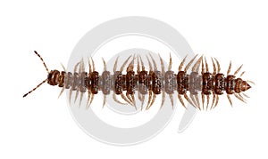 Millipede Eurymerodesmus spp. brown Insects bug