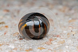 Millipede on floor