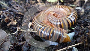 Millipede in flower bed