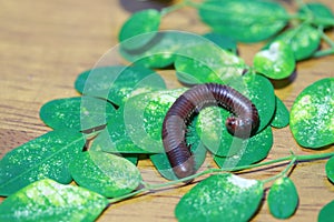 Millipede with green leaves on the wooden floor. It is a myriapod invertebrate with an elongated body composed of many segments.