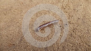 A millipede in the ground.